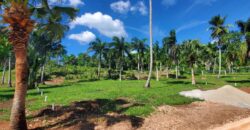 Plots in Community, Casas Típicas in El Limón